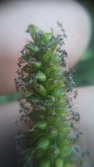 Setaria pumila