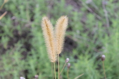 Setaria viridis major