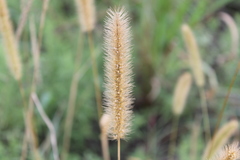 Setaria viridis major