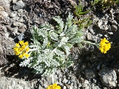 Jacobaea incana