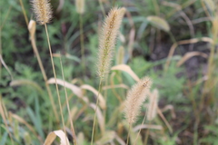 Setaria viridis major