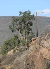 Ficus cordata cordata