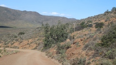 Ficus cordata cordata