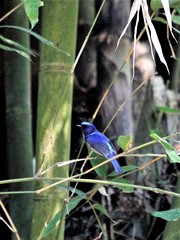 Niltava macgrigoriae