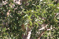 Ficus cordata cordata