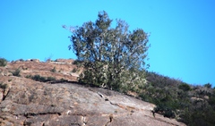 Ficus cordata cordata