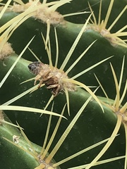 Apis mellifera
