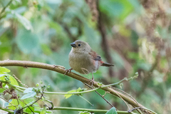 Cryptospiza reichenovii