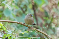 Cryptospiza reichenovii
