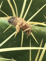 Apis mellifera
