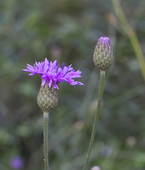 Serratula coronata insularis