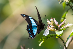 Papilio chrapkowskii