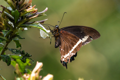 Papilio chrapkowskii