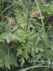 Serratula coronata insularis