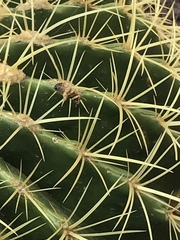 Apis mellifera