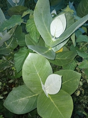 Calotropis procera