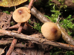 Conocybe siennophylla