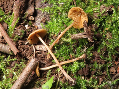 Conocybe siennophylla