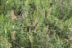 Setaria viridis major