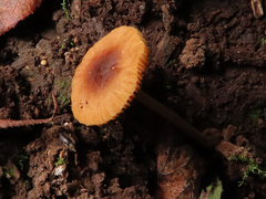 Conocybe siennophylla