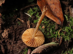 Conocybe siennophylla