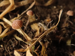 Psathyrella tenuicula