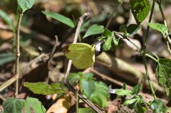 Eurema hecabe solifera