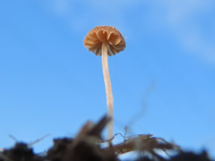 Psathyrella tenuicula