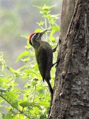 Picus xanthopygaeus