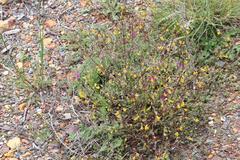 Hermannia althaeoides