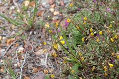 Hermannia althaeoides