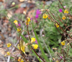 Hermannia althaeoides