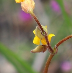 Hermannia althaeoides