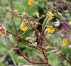 Hermannia althaeoides