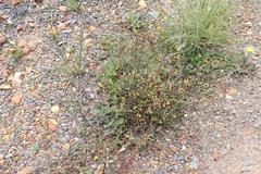 Hermannia althaeoides