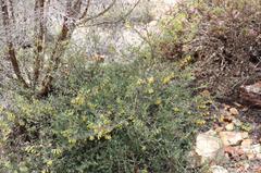 Hermannia diversistipula