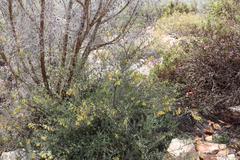 Hermannia diversistipula