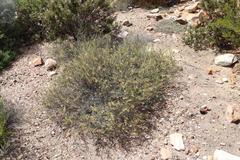 Hermannia diversistipula