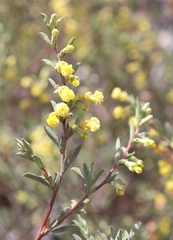 Hermannia diversistipula