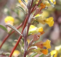 Hermannia diversistipula