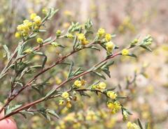 Hermannia diversistipula