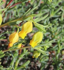 Hermannia aff-denudata