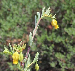 Hermannia aff-denudata