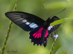 Parides neophilus