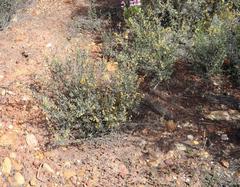 Hermannia diversistipula