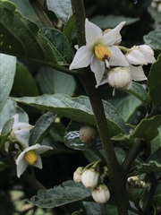 Solanum cornifolium