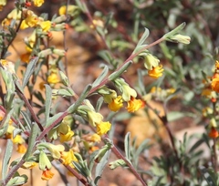 Hermannia diversistipula