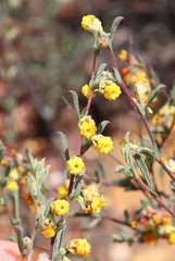 Hermannia diversistipula