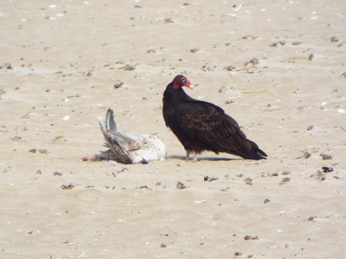 Turkey Vulture photographed in Massachusetts