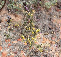 Hermannia stipulacea
